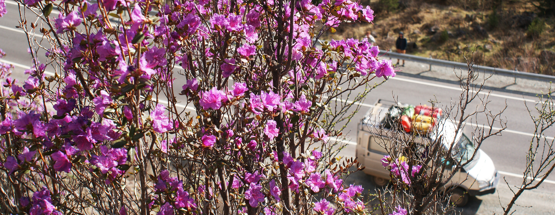 Цветение алтайской сакуры